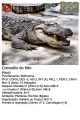 Crocodilo do Nilo.jpg